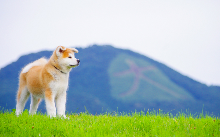 大文字と秋田犬の風景写真